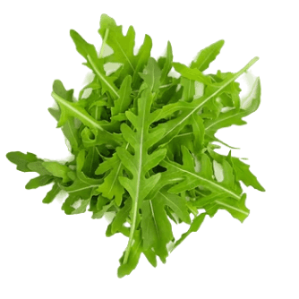 Rukola