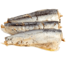Sardine